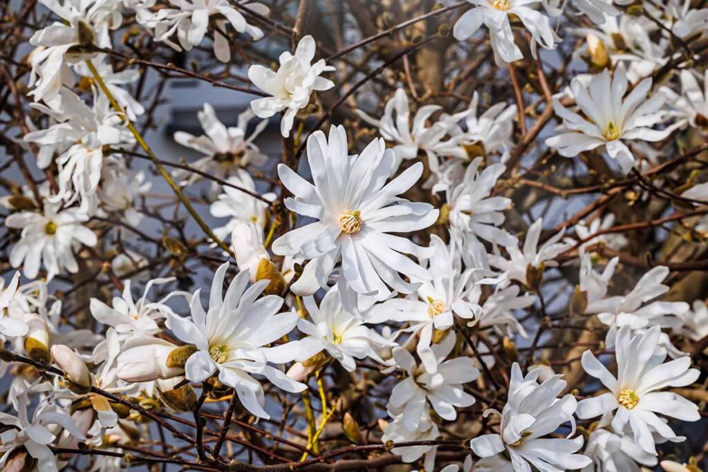 Star Magnolia - Magnolia stellata