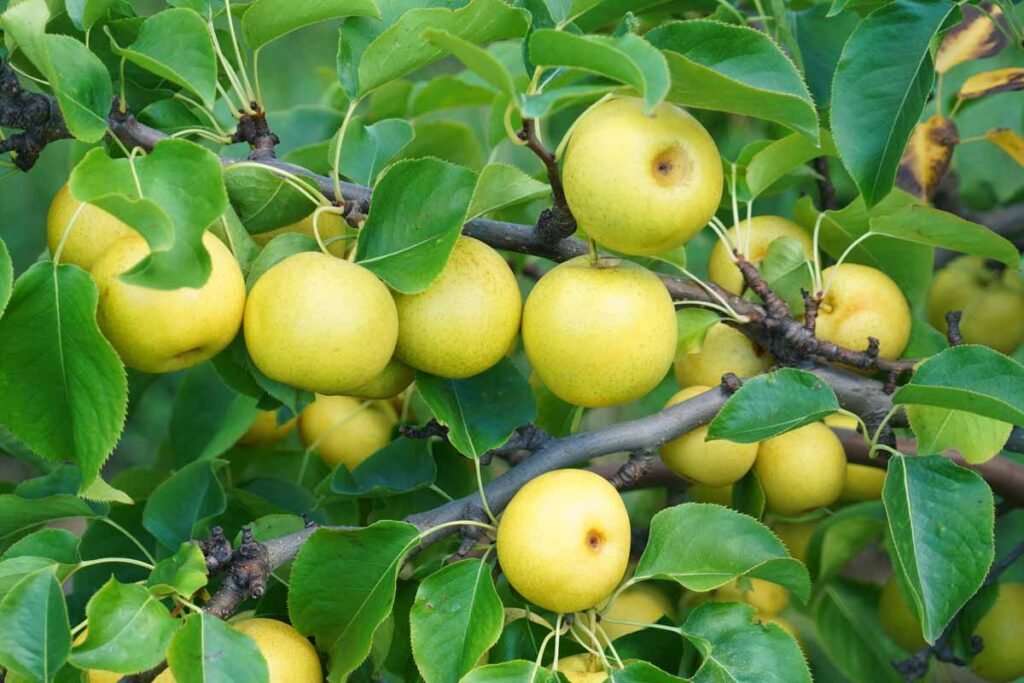 Chinese pear - Pyrus pyrifolia