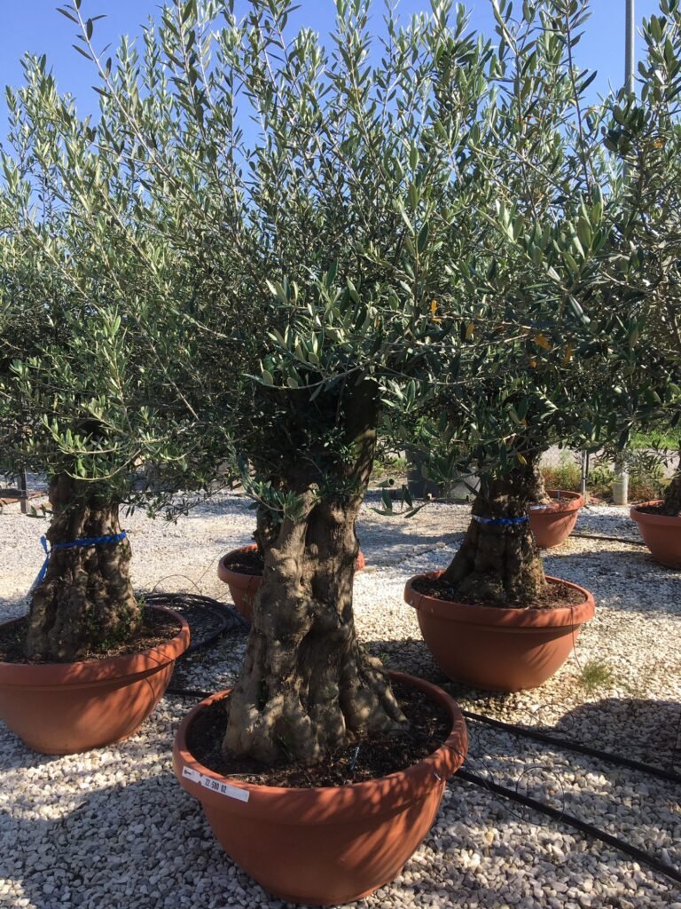 European olive - Olea europaea