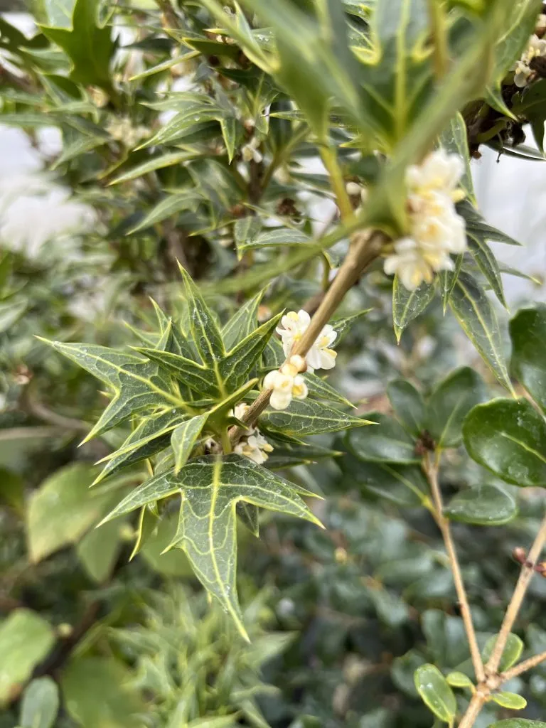 Holly Olive - Osmanthus heterophyllus
