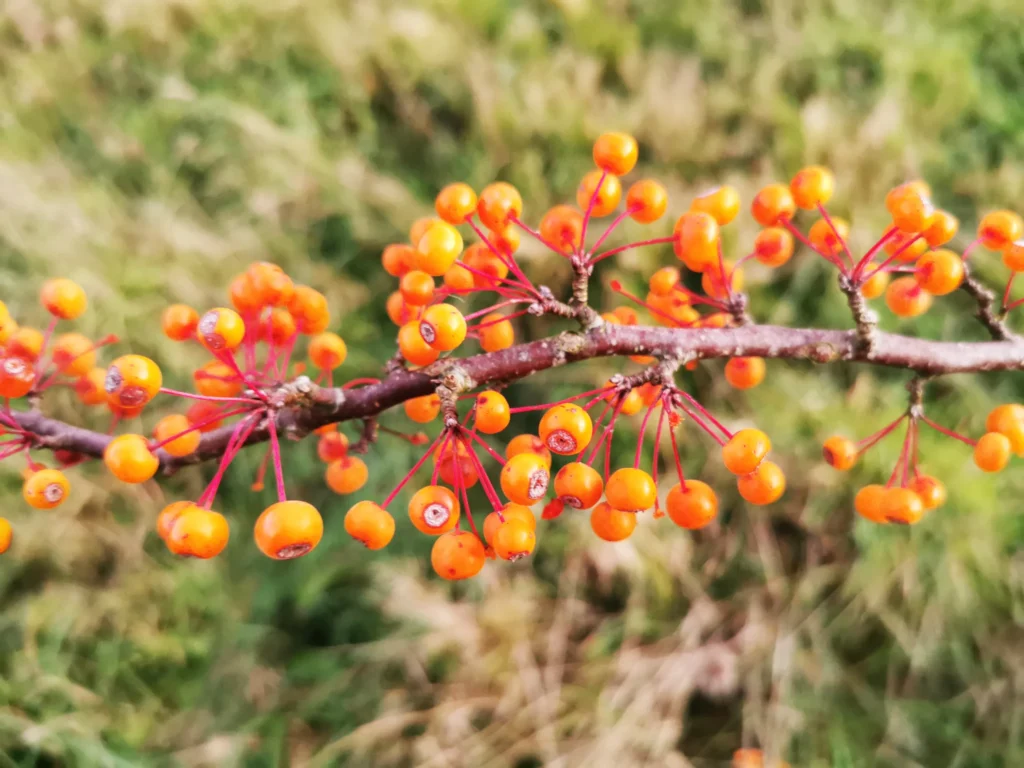 Toringo crab - Malus toringo