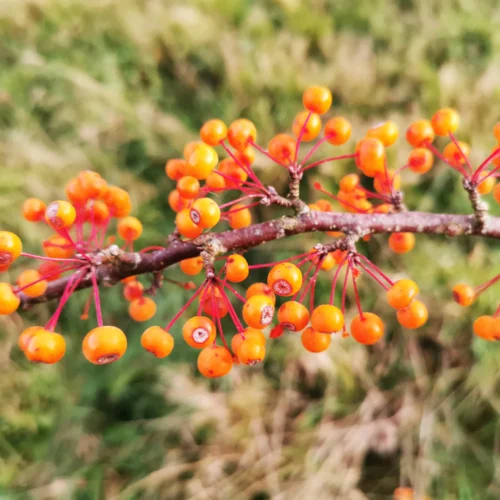 How to grow Toringo crab (Malus toringo)