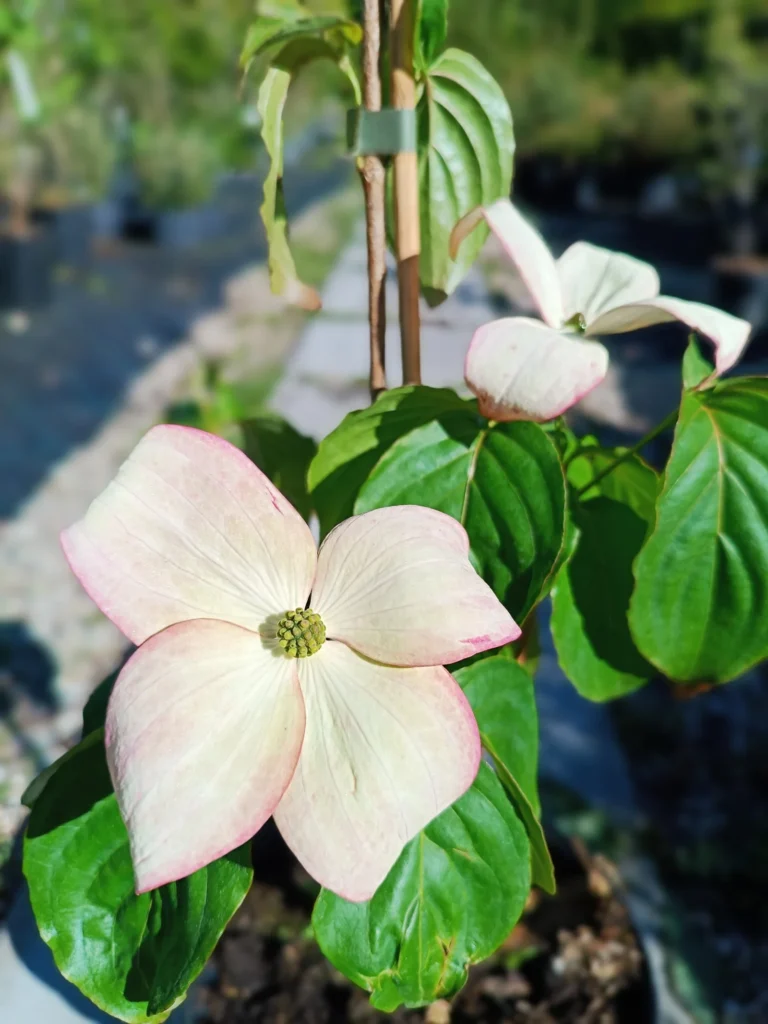 Japanese Dogwood - Cornus kousa