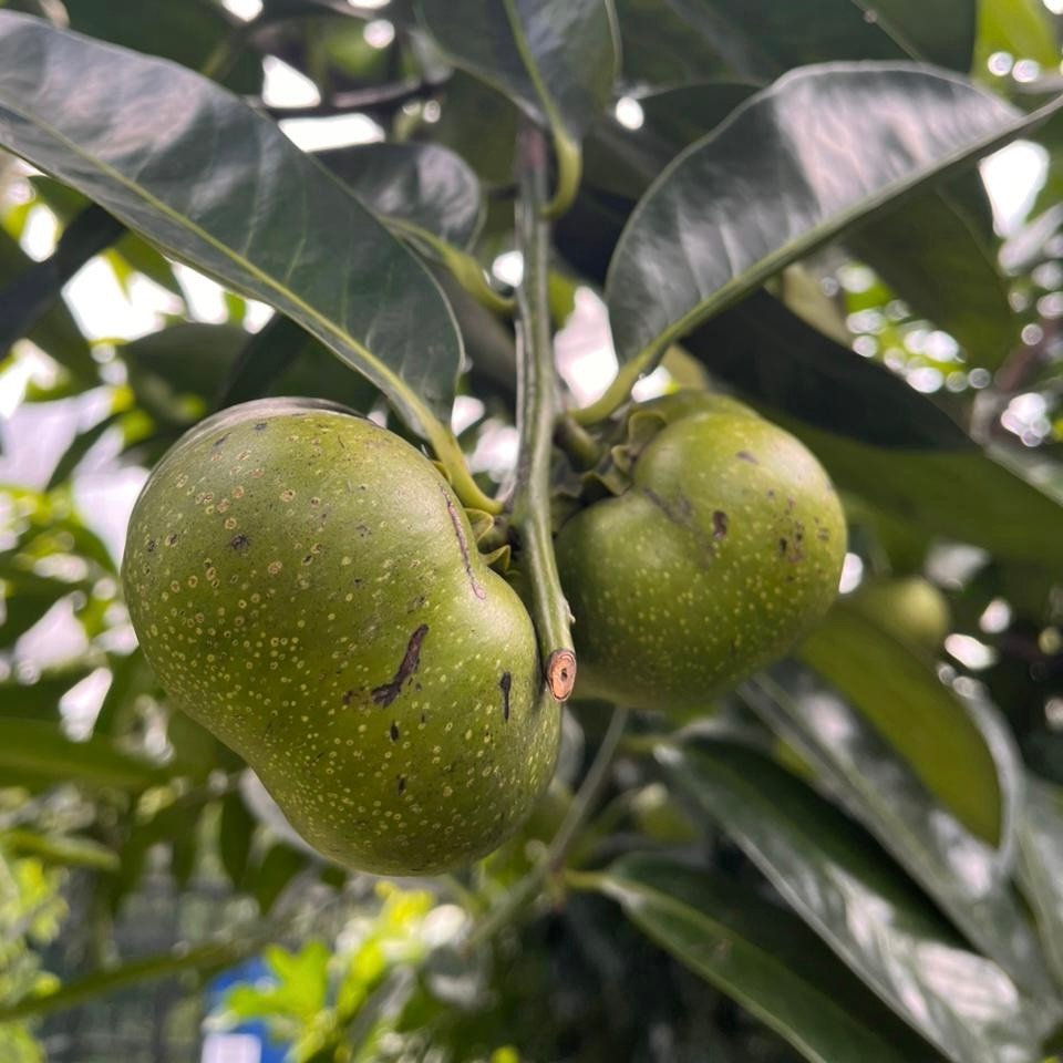 Black Sapote - Diospyros digyna