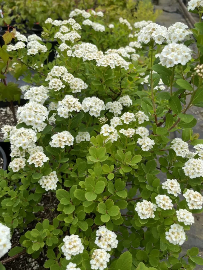 Birchleaf spirea - Spiraea betulifolia