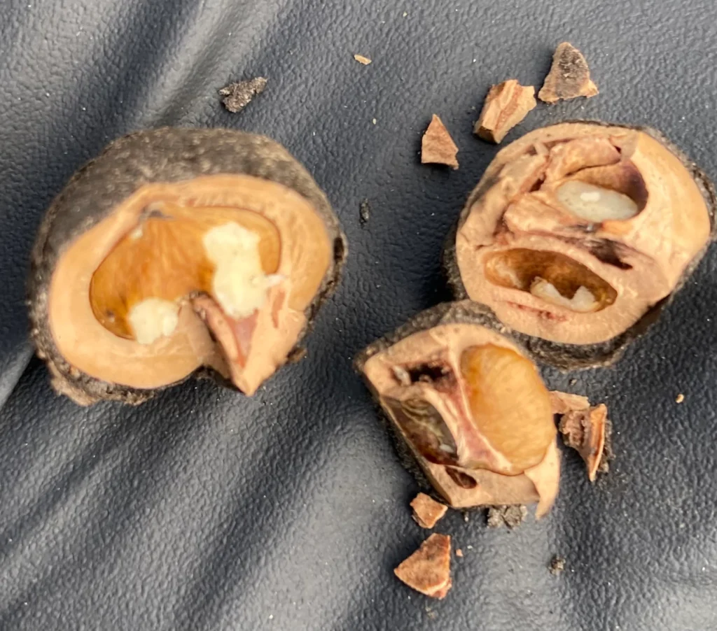 California Walnut - Juglans californica