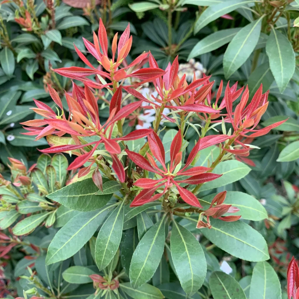 Japanese Andromeda - Pieris japonica