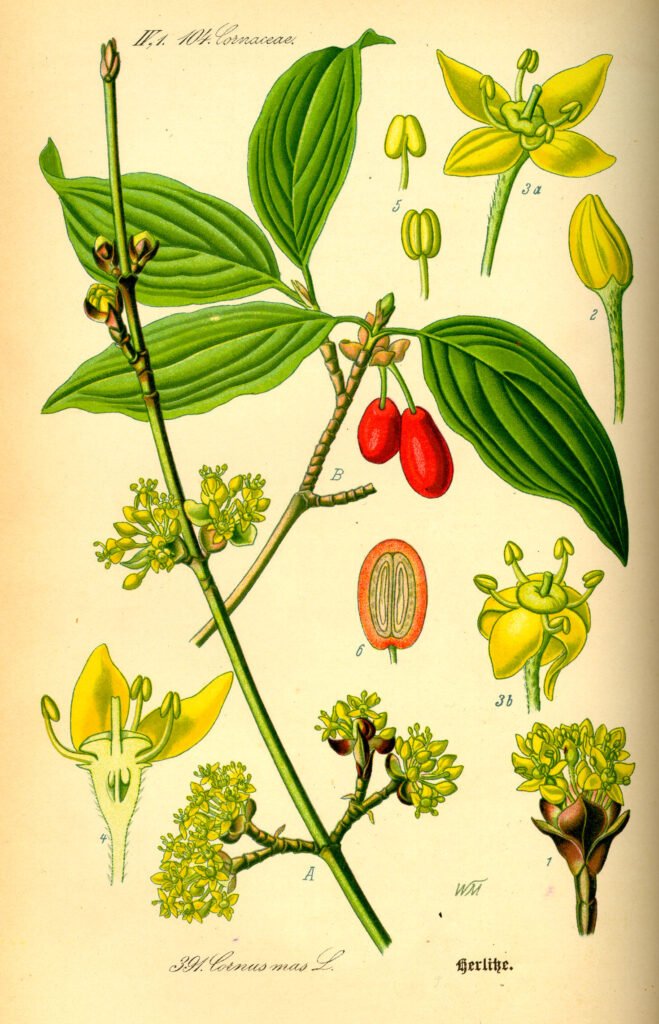 Cornelian Cherry - Cornus mas