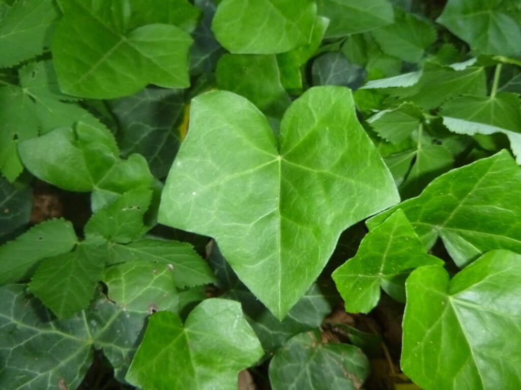 Ivy - Hedera helix