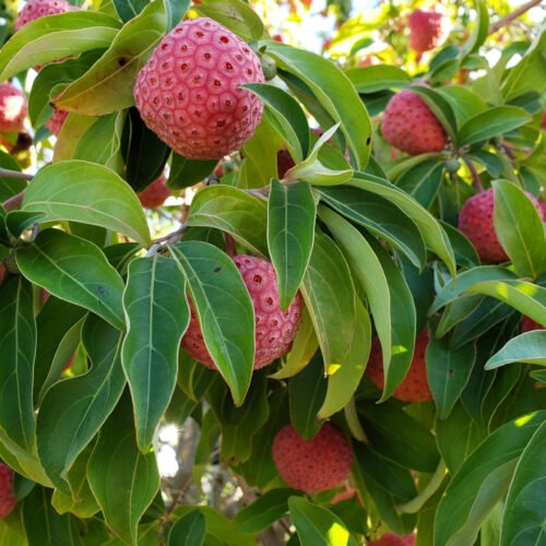 How to grow Japanese Dogwood (Cornus kousa)