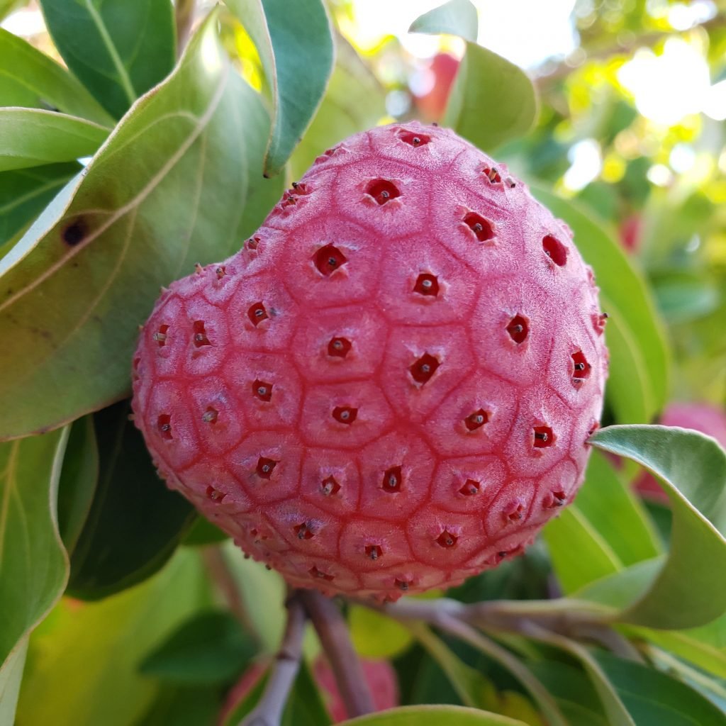 Japanese Dogwood - Cornus kousa
