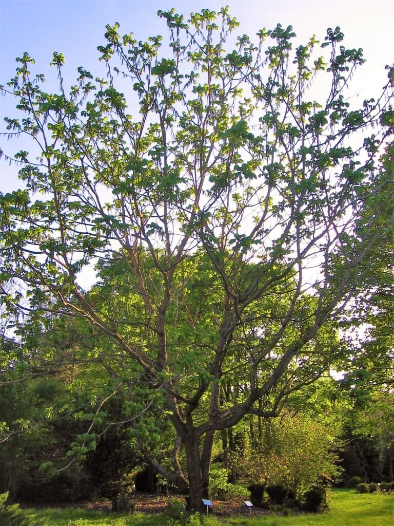 Japanese Walnut - Juglans ailanthifolia