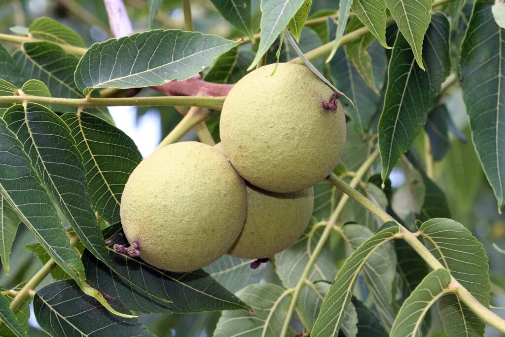 Black Walnut - Juglans nigra