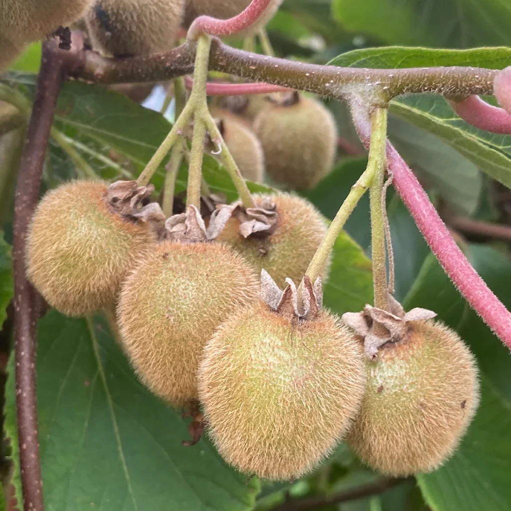 Kiwi Fruit - Actinidia deliciosa