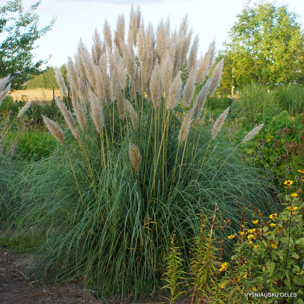 Pampas Grass - Cortaderia selloana