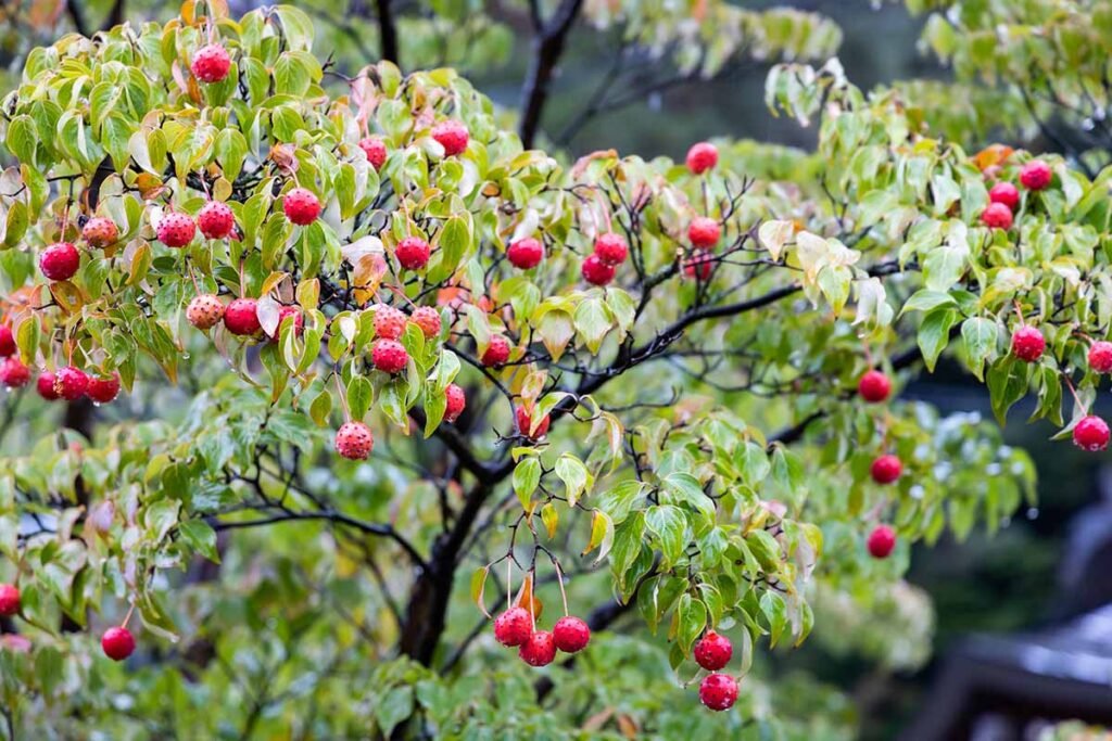 Chinese dogwood - Cornus kousa chinensis
