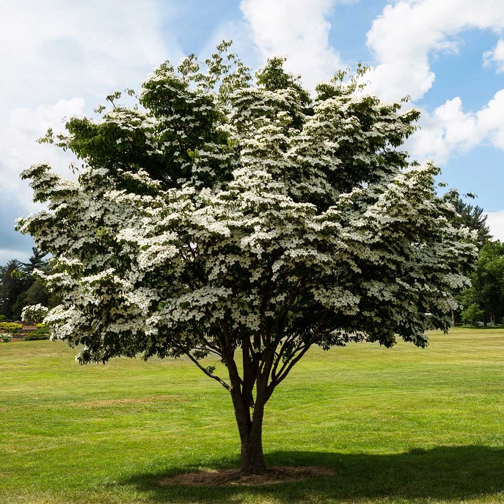 Japanese Dogwood - Cornus kousa