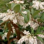 How to grow Coastal Doghobble (Leucothoe axillaris)