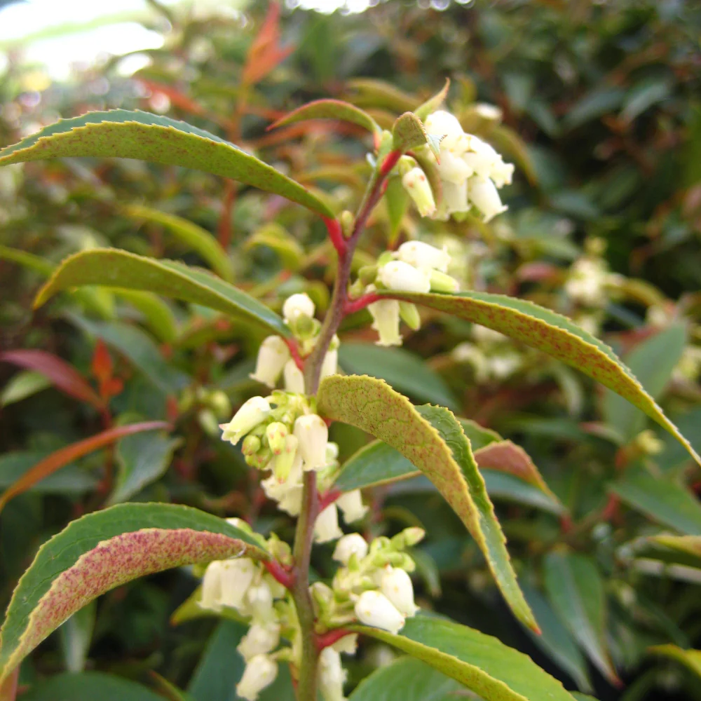 Coastal Doghobble - Leucothoe axillaris