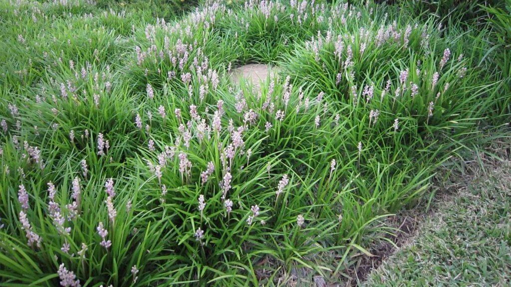 Lilyturf - Liriope muscari