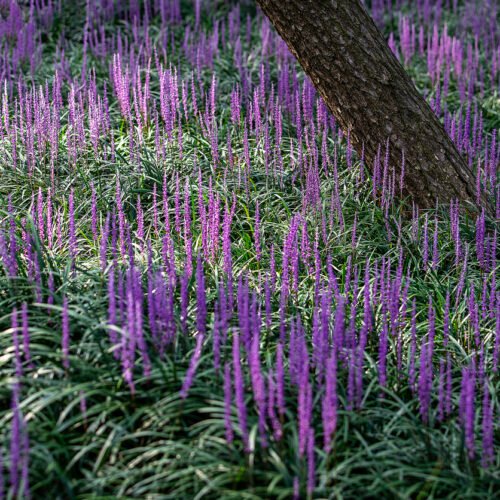 How to grow Lilyturf (Liriope muscari)