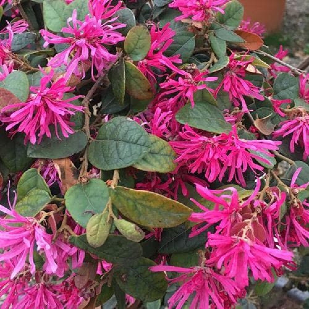 Fringe Flower - Loropetalum chinense