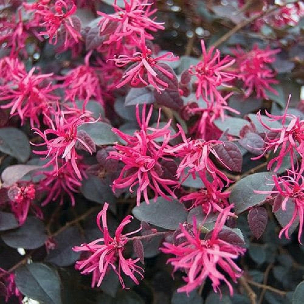Fringe Flower - Loropetalum chinense