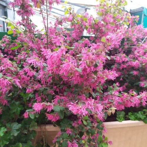 How to grow Fringe Flower (Loropetalum chinense)