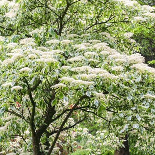 How to grow Giant Dogwood (Cornus controversa)