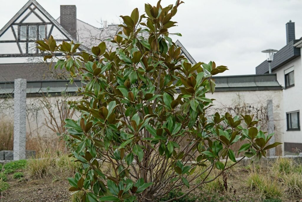 Southern Magnolia - Magnolia grandiflora