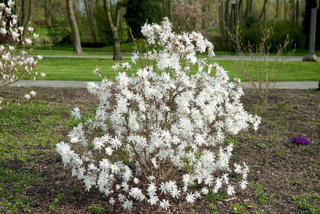 Star Magnolia - Magnolia stellata