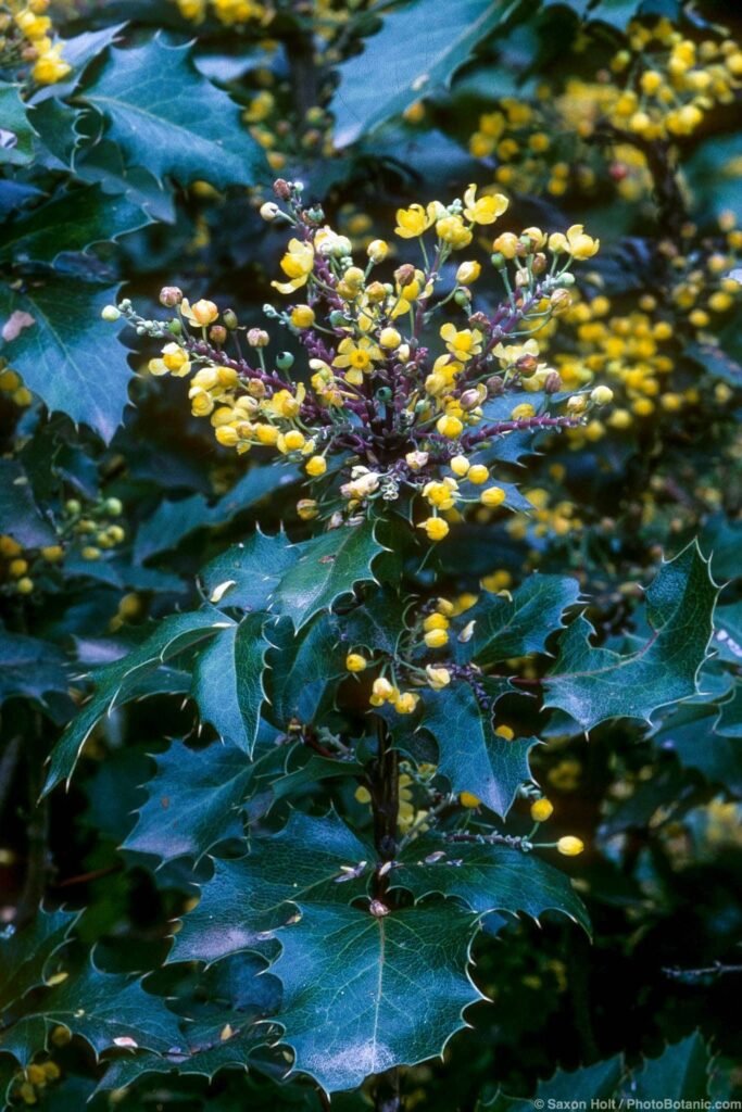 Oregon Grape - Mahonia aquifolium