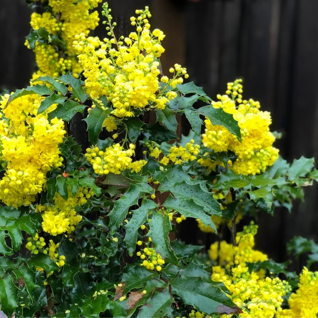 Oregon Grape - Mahonia aquifolium