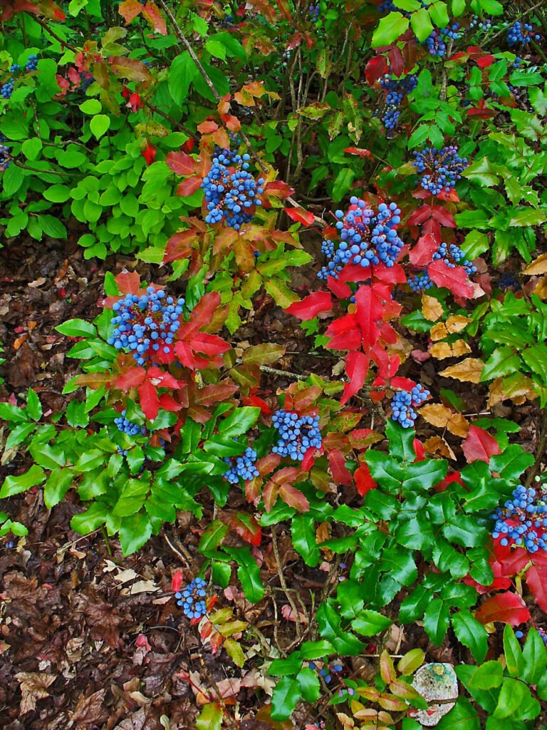 Oregon Grape - Mahonia aquifolium