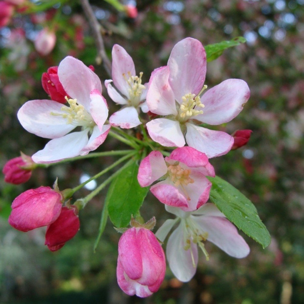 Japanese flowering crab apple - Malus floribunda
