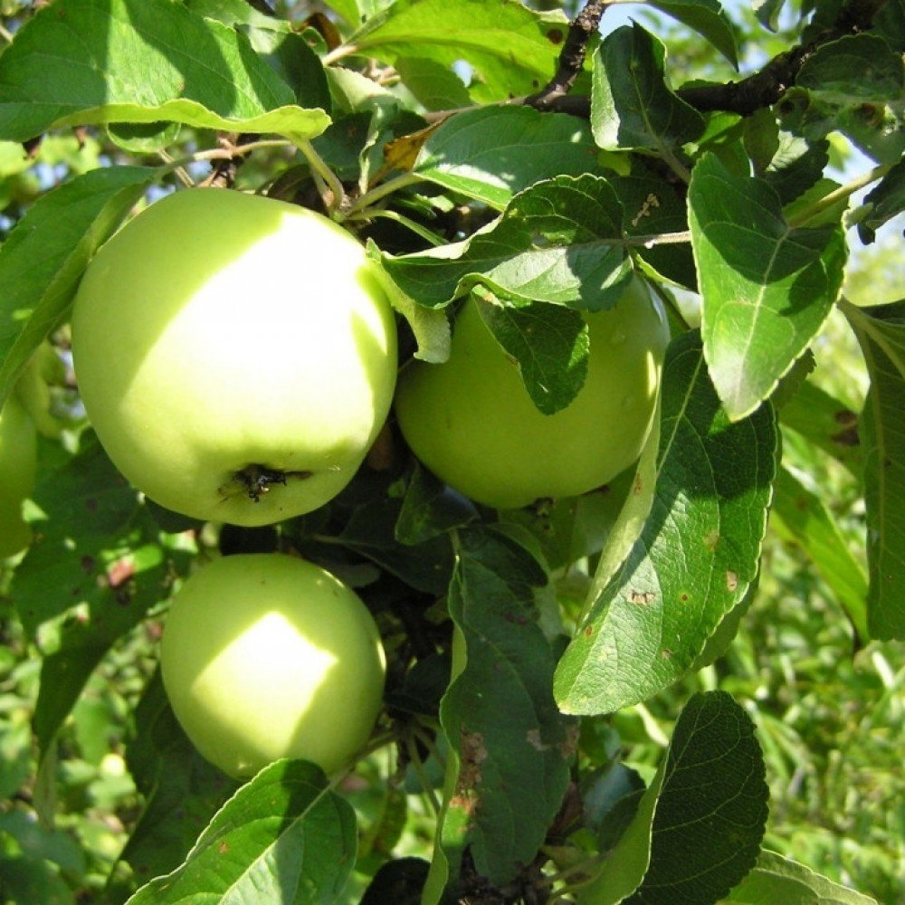 Apple - Malus domestica