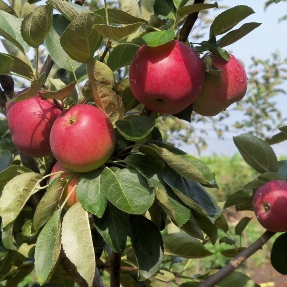 Apple - Malus domestica