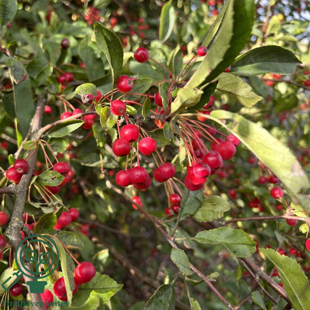 Sargent's apple - Malus sargentii