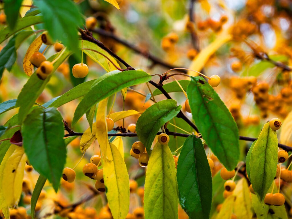 Toringo crab - Malus toringo