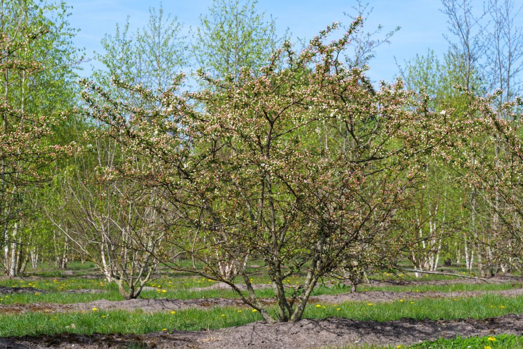 Toringo crab - Malus toringo