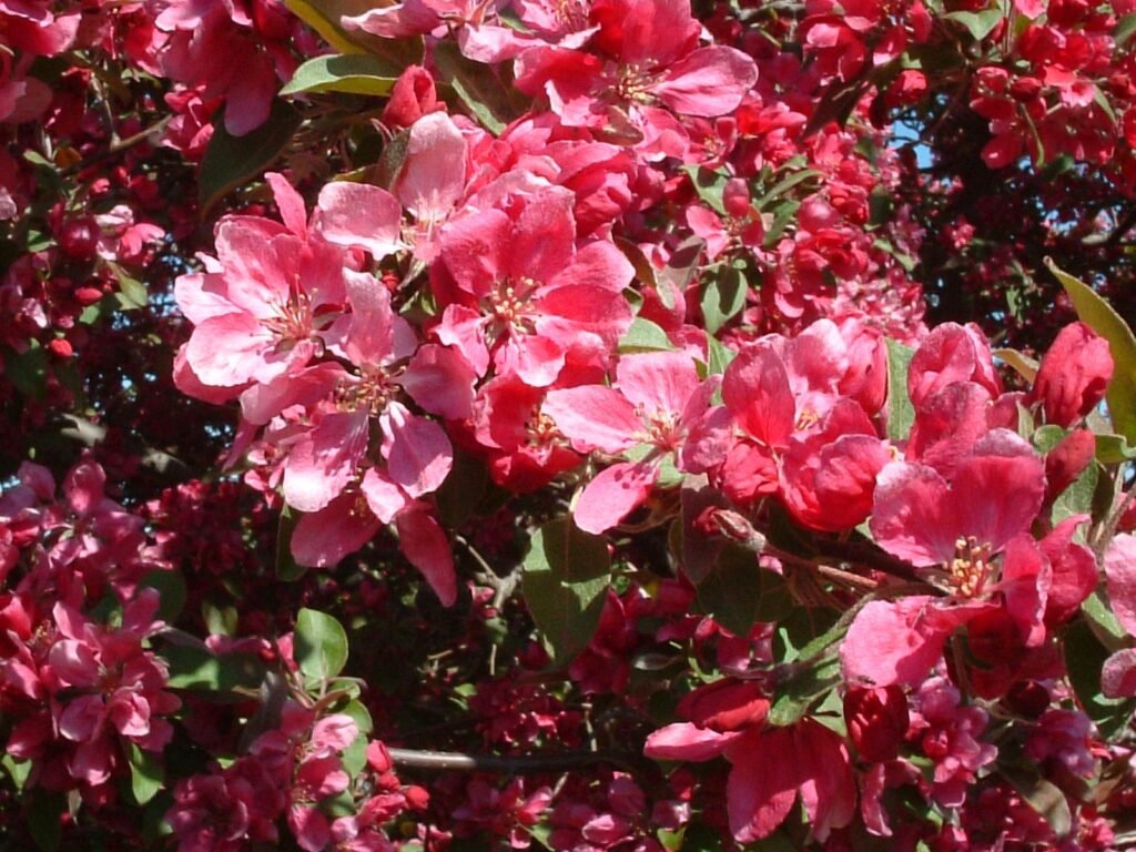 Japanese flowering crab apple - Malus floribunda
