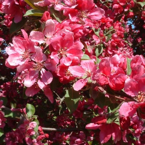 How to grow Japanese flowering crab apple (Malus floribunda)