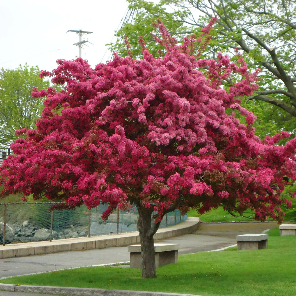 Japanese flowering crab apple - Malus floribunda
