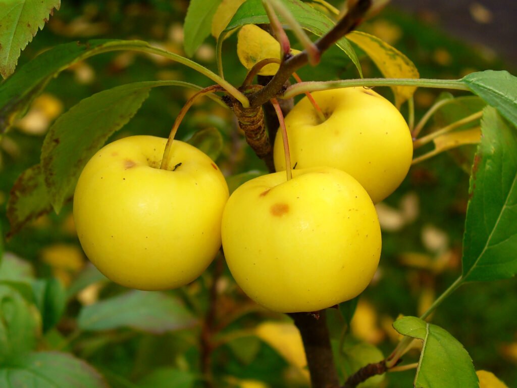European crab apple - Malus sylvestris