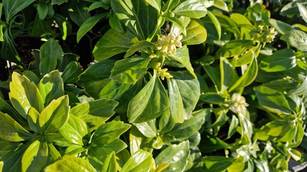 Japanese Spurge - Pachysandra terminalis
