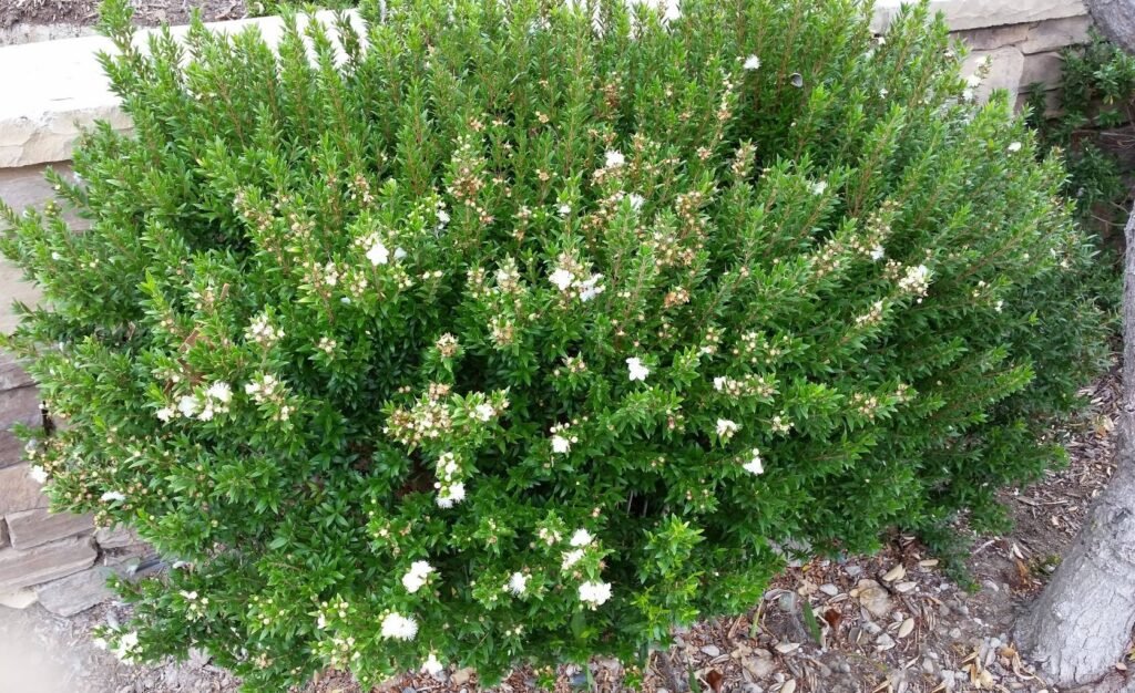 Myrtle - Myrtus communis