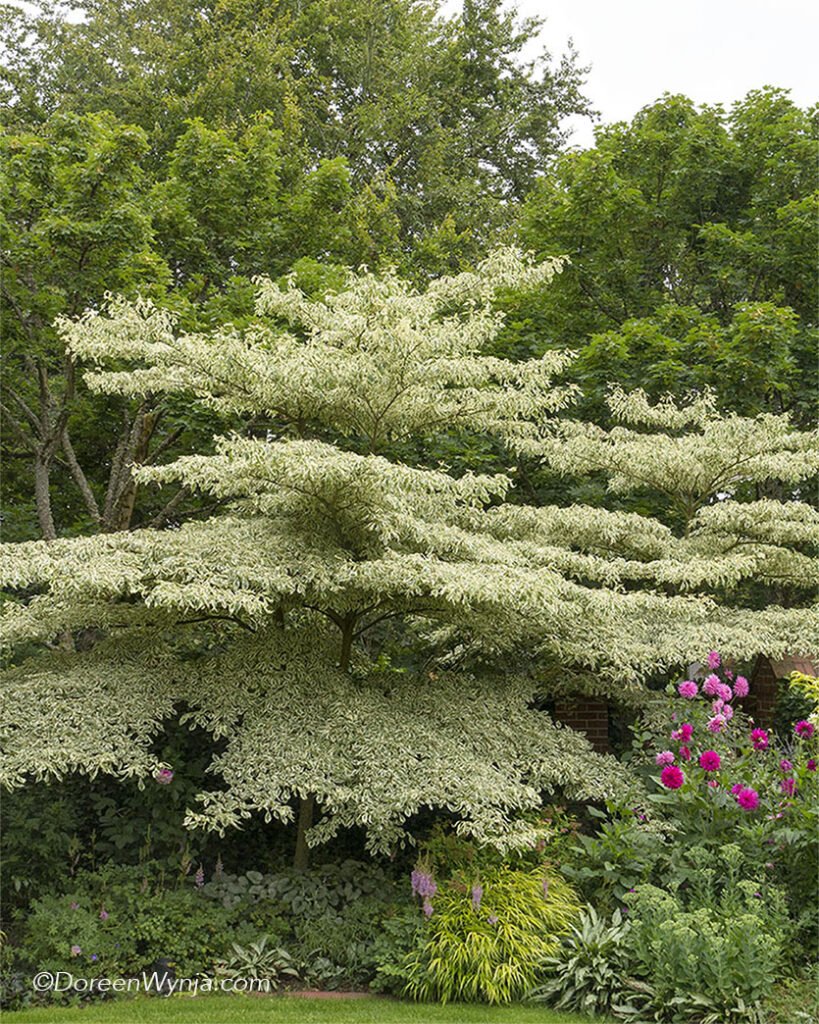 Giant Dogwood - Cornus controversa