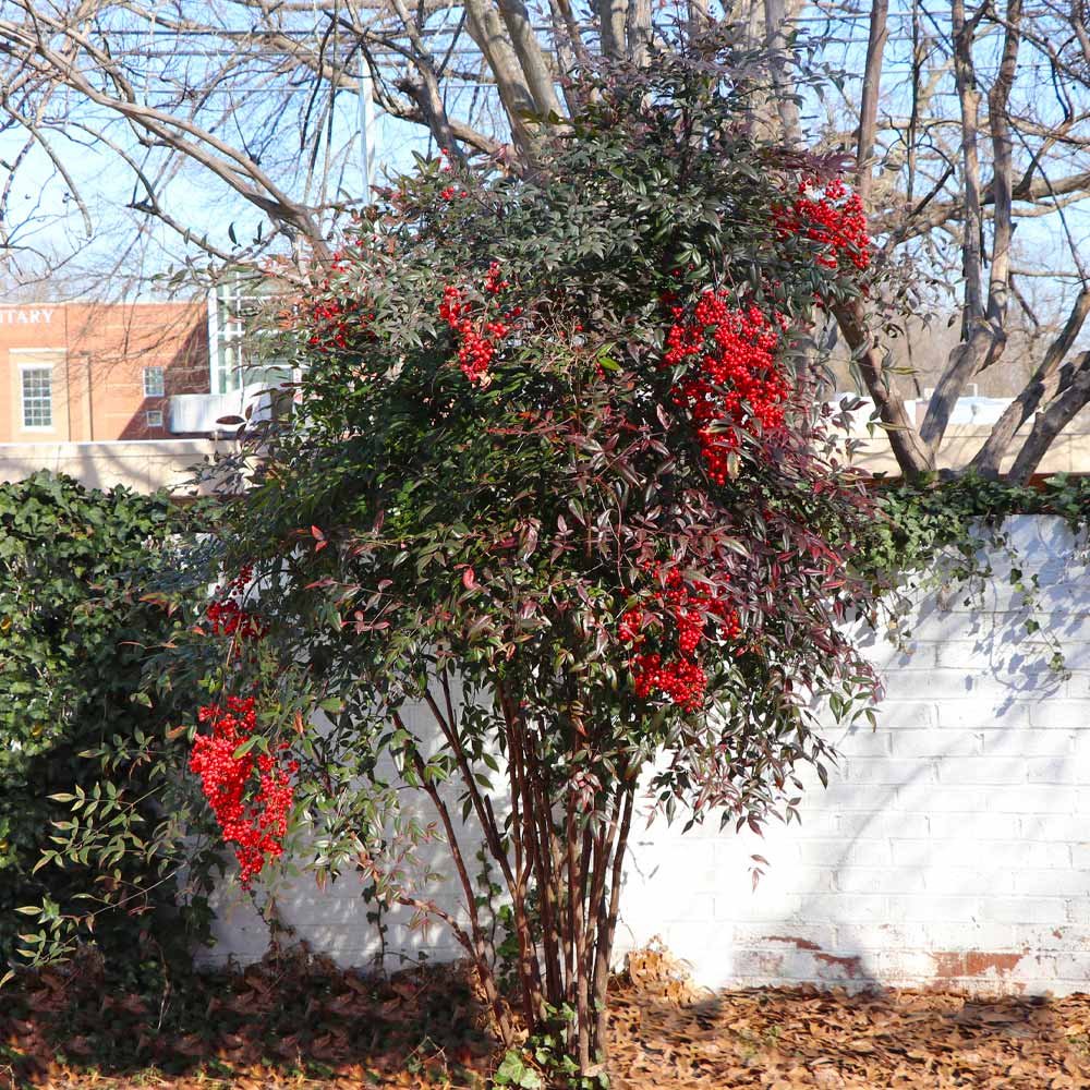 Sacred Bamboo - Nandina domestica