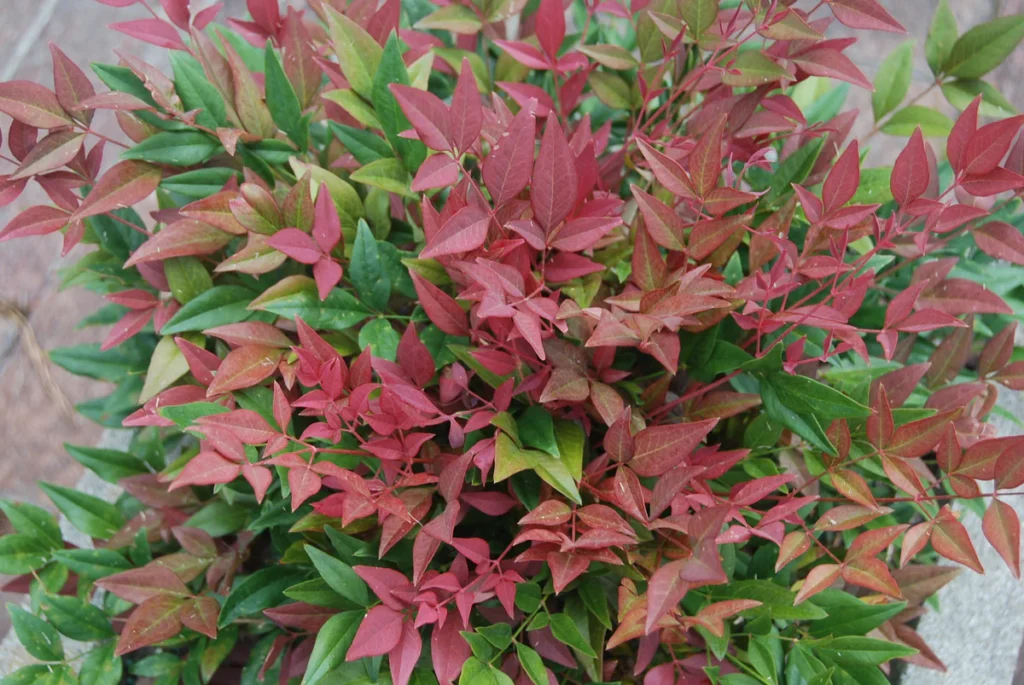 Sacred Bamboo - Nandina domestica