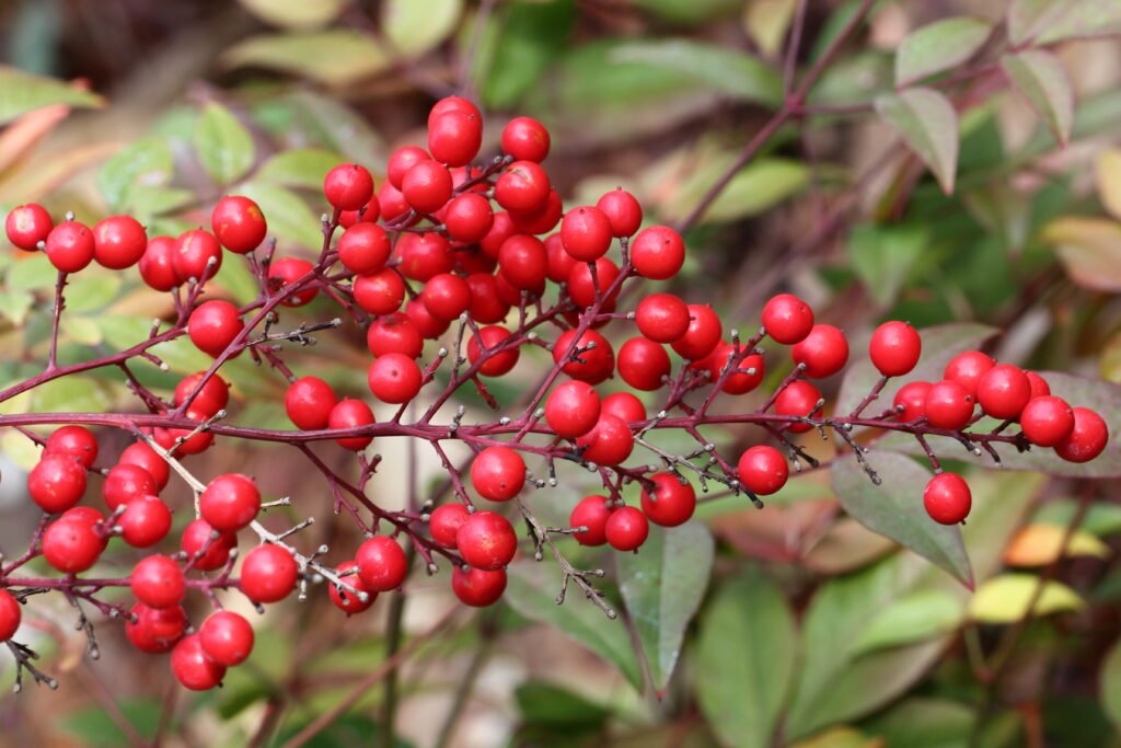 Sacred Bamboo - Nandina domestica